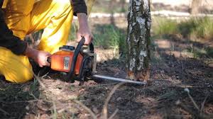 How Our Tree Care Process Works  in  Fair Plain, MI